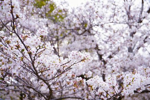 桜の花が咲いた 桜の花が咲いたの写真