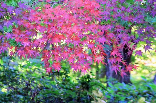 赤・紫の紅葉の紅葉 赤・紫の紅葉の紅葉の写真