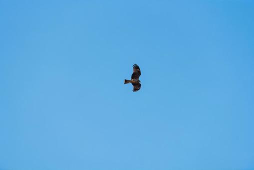 大空を優雅に舞うトビ 大空を優雅に舞うトビの写真