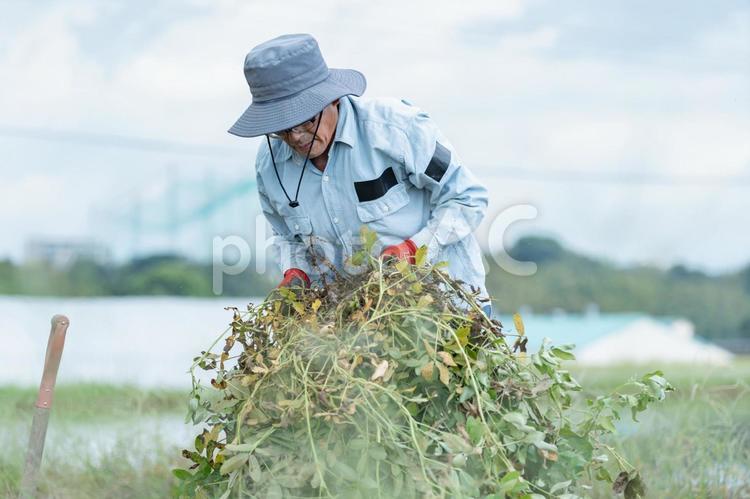落花生を収穫する男性 野菜,収穫,農業の写真素材