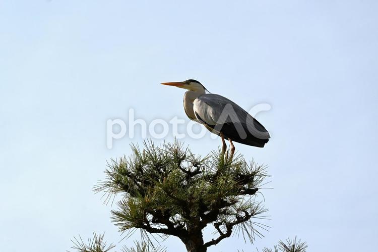 松の上にアオサギ アオサギ,鳥,松の写真素材