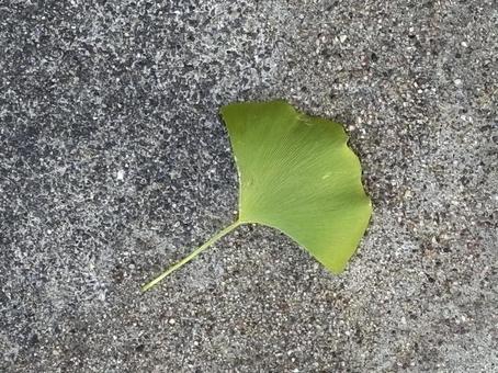 イチョウ イチョウ 落ち葉,枯葉,銀杏の写真素材