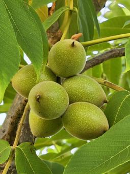 胡桃の実 クルミ,胡桃,木の実の写真素材