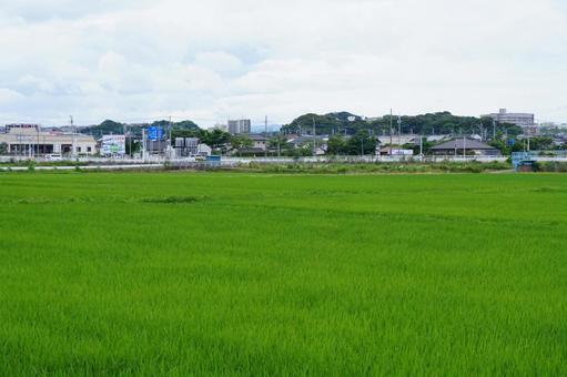 水田の風景 水田の風景の写真