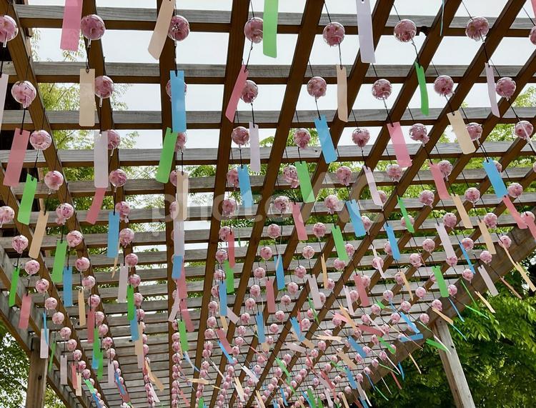涼しげな風鈴 風鈴,カラフル,風の写真素材