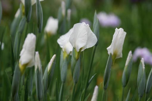 ハナショウブ(花菖蒲:白仙) ハナショウブ(花菖蒲:白仙)の写真