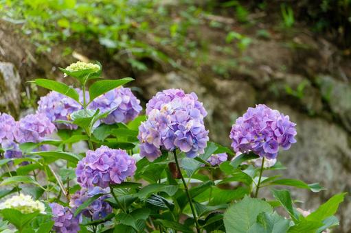 夏を彩る紫陽花の房 夏を彩る紫陽花の房の写真