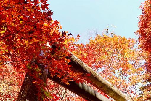 紅葉と空と鳥居 紅葉と空と鳥居の写真