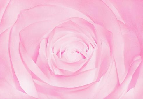 やさしく咲くピンクのバラ ローズ 薔薇 やさしく咲くピンクのバラ ローズ 薔薇 ローズ,薔薇,ピンクの写真素材