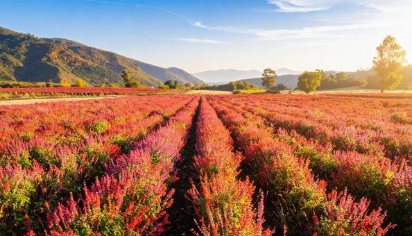 夏から秋の花サルビア 8月 9月 10月 夏から秋の花サルビア 8月 9月 10月の写真