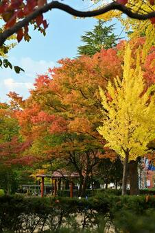 五福公園の紅葉 紅葉,秋,風景の写真素材