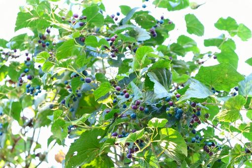 ノブドウの実 ノブドウ,実,つる性植物の写真素材