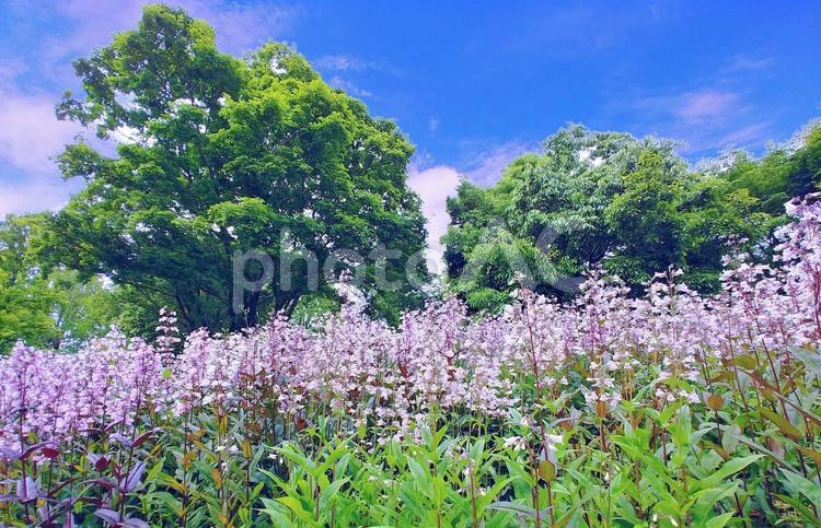 初夏の風景/新緑・シロツリガネヤナギの花 新緑,花畑,初夏の写真素材