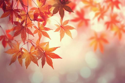 紅葉背景3 紅葉背景3の写真