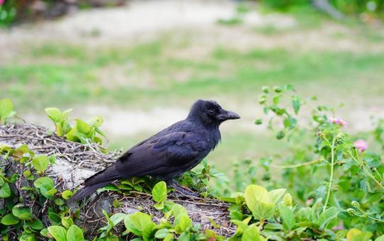 オサハシブトカラス オサハシブトカラス カラス,鳥,黒い鳥の写真素材