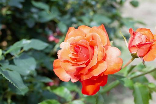 Rose 04, JPG