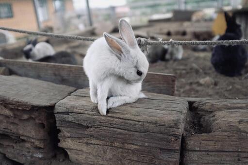 うさぎ うさぎの写真