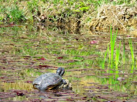 甲羅干しする2匹のアカミミガメ 甲羅干しする2匹のアカミミガメの写真
