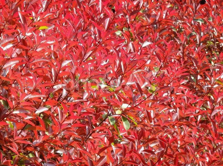 【植物の写真】アカカナメの新緑 自然,風景,景色の写真素材