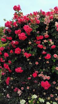 鮮やかな薔薇の花 鮮やかな薔薇の花 薔薇,花,バラ科の写真素材