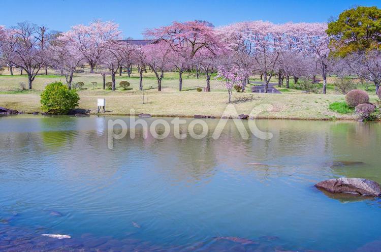 栃木県栃木市　つがの里の春 栃木県,栃木市,つがの里の写真素材