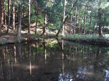 木々が映り込む静かな森の池 木々が映り込む静かな森の池 自然,風景,池の写真素材