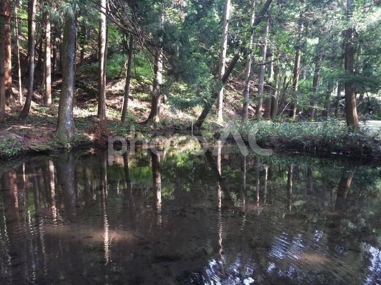 木々が映り込む静かな森の池 自然,風景,池の写真素材