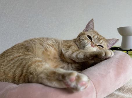 毛づくろい猫 毛づくろい猫の写真