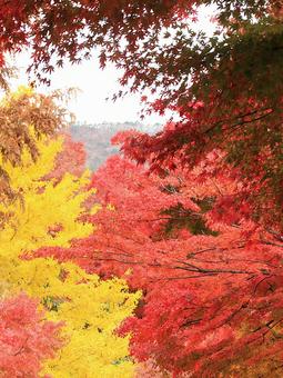 11月の河口湖もみじ回廊の紅葉 紅葉,秋,もみじの写真素材