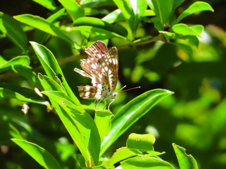 ホシミスジ ホシミスジ ホシミスジ,蝶,昆虫の写真素材