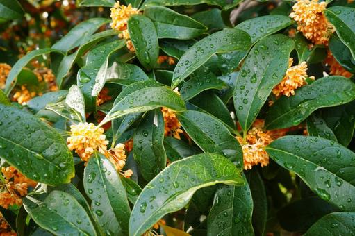 雨に濡れたキンモクセイ1 キンモクセイ,金木犀,甘い匂いの写真素材