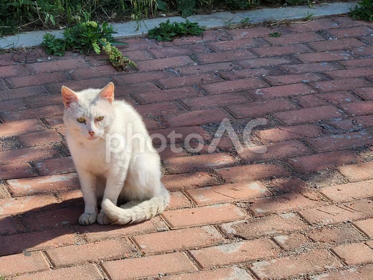 佇む白い猫ちゃん ネコ,ねこ,猫の写真素材