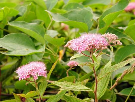 ピンクの花 ピンクの花の写真