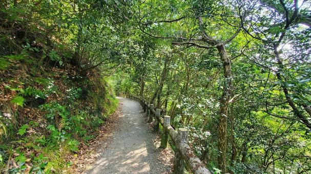 木漏れ日が美しい森の小道 ハイキング  木漏れ日が美しい森の小道 ハイキング  森林,散歩道,ハイキングの写真素材