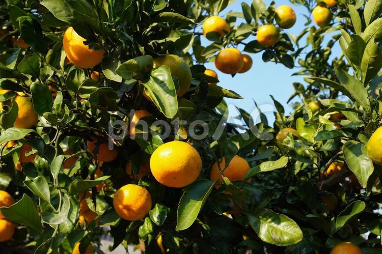みかんがなる木 ミカン,蜜柑,みかんの写真素材