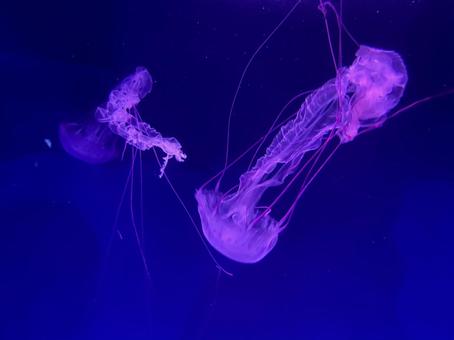 クラゲ クラゲの写真