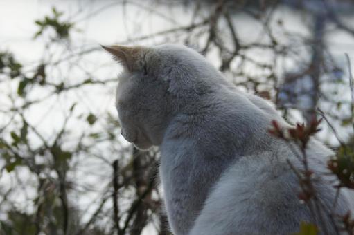 ねこ ねこ にゃんこ,可愛い,野良猫の写真素材