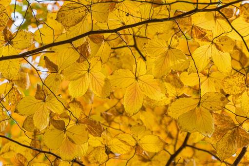 公園の紅葉 黄色,オレンジ色,11月の写真素材