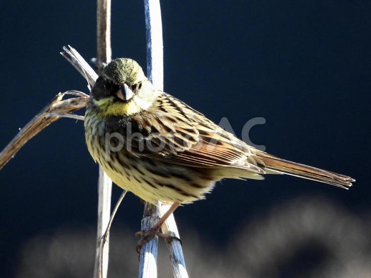 枯れ枝につかまるアオジ 鳥,野鳥,アオジの写真素材
