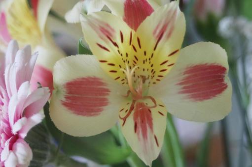アルストロメリアの花束 アルストロメリアの花束の写真
