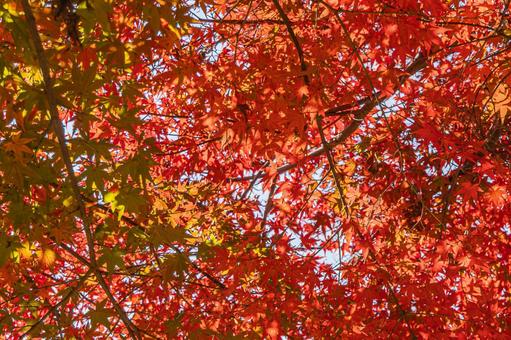 紅葉狩り いろはもみじ,紅葉,楓の写真素材