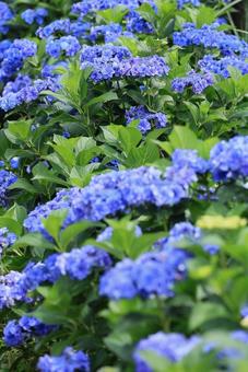 紫陽花 紫陽花の写真