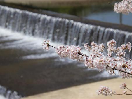 川沿いにキレイな桜 川沿いにキレイな桜の写真
