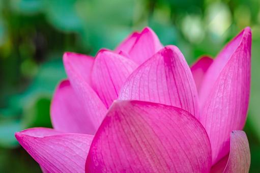 古代ハスの花6ー32 古代ハスの花6ー32の写真
