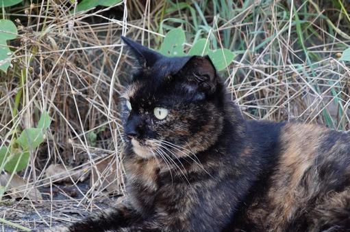 ねこ ねこの写真
