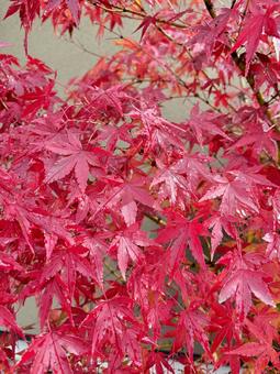真っ赤な紅葉 紅葉,秋,もみじの写真素材