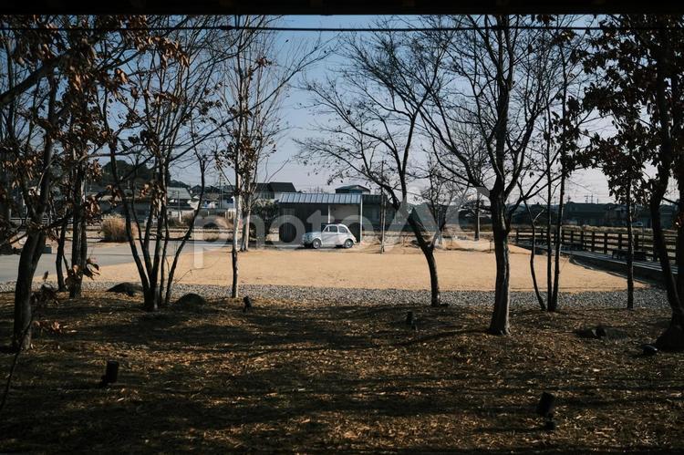 枯れ木林の奥にあるレトロな車 枯れ木,冬,落ち葉の写真素材