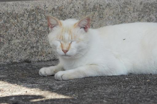 ねこ ねこ にゃんこ,可愛い,野良猫の写真素材