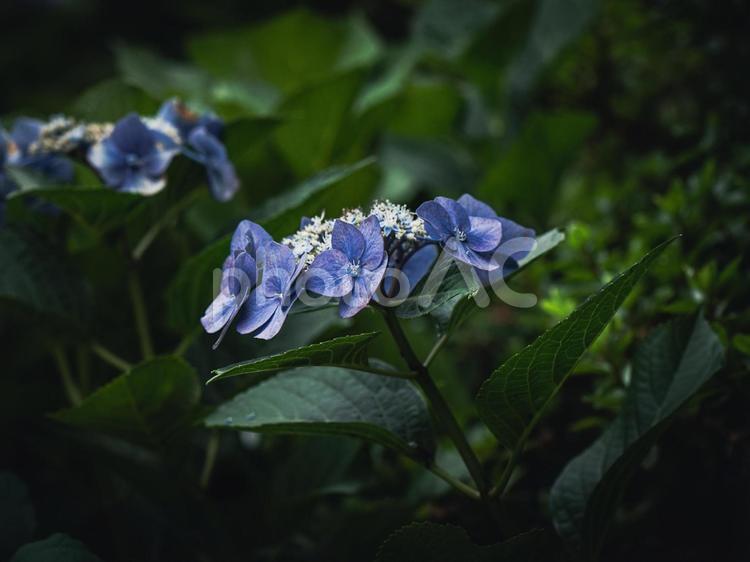 アジサイ　しっとり アジサイ,紫陽花,花の写真素材
