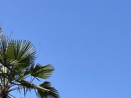 トロピカルな青空とヤシの葉 トロピカルな青空とヤシの葉 青空,空,ヤシの写真素材